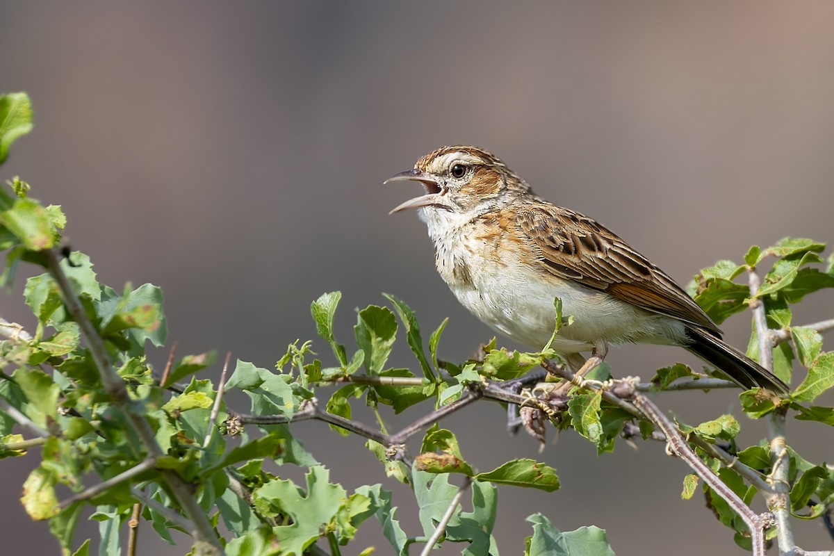 Fawn-colored Lark (Foxy) - ML635983397