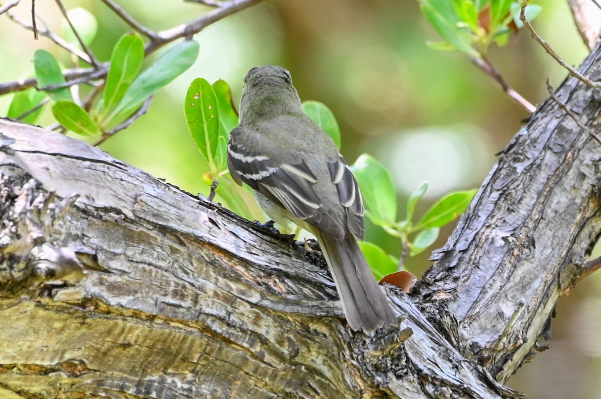 Acadian Flycatcher - ML635983405