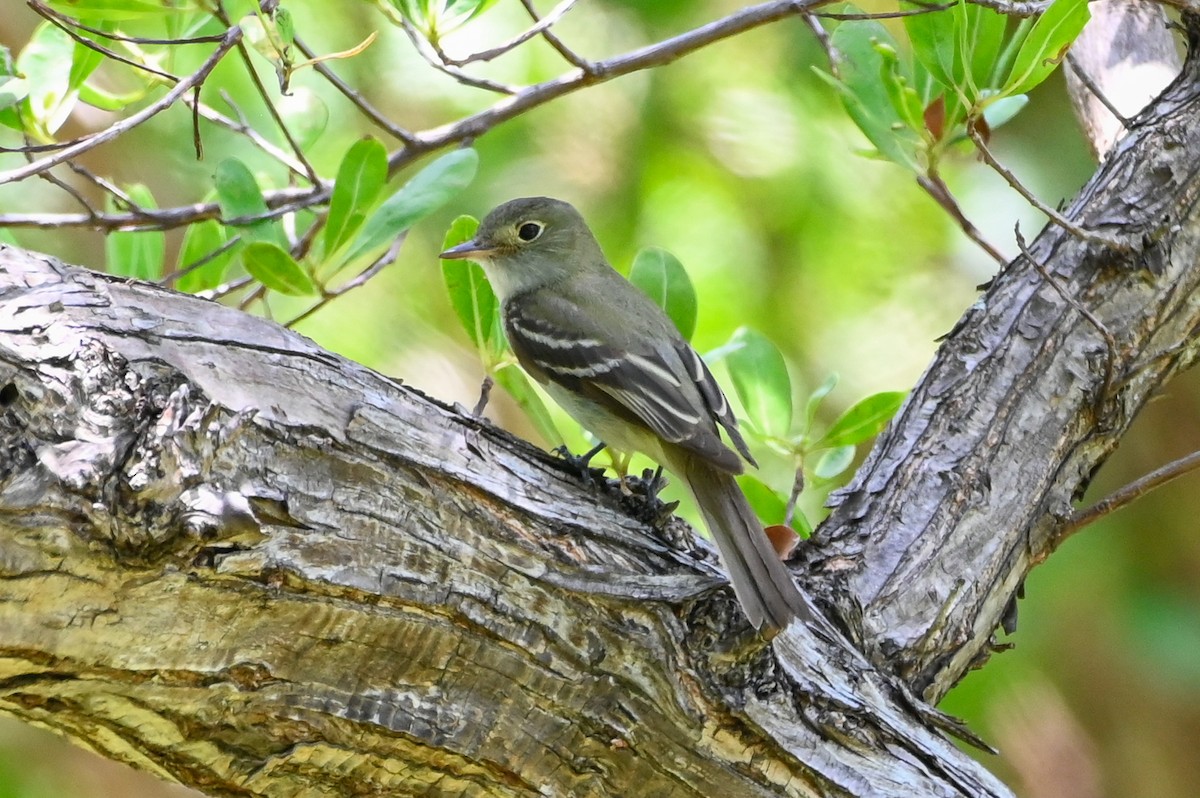 Acadian Flycatcher - ML635983410