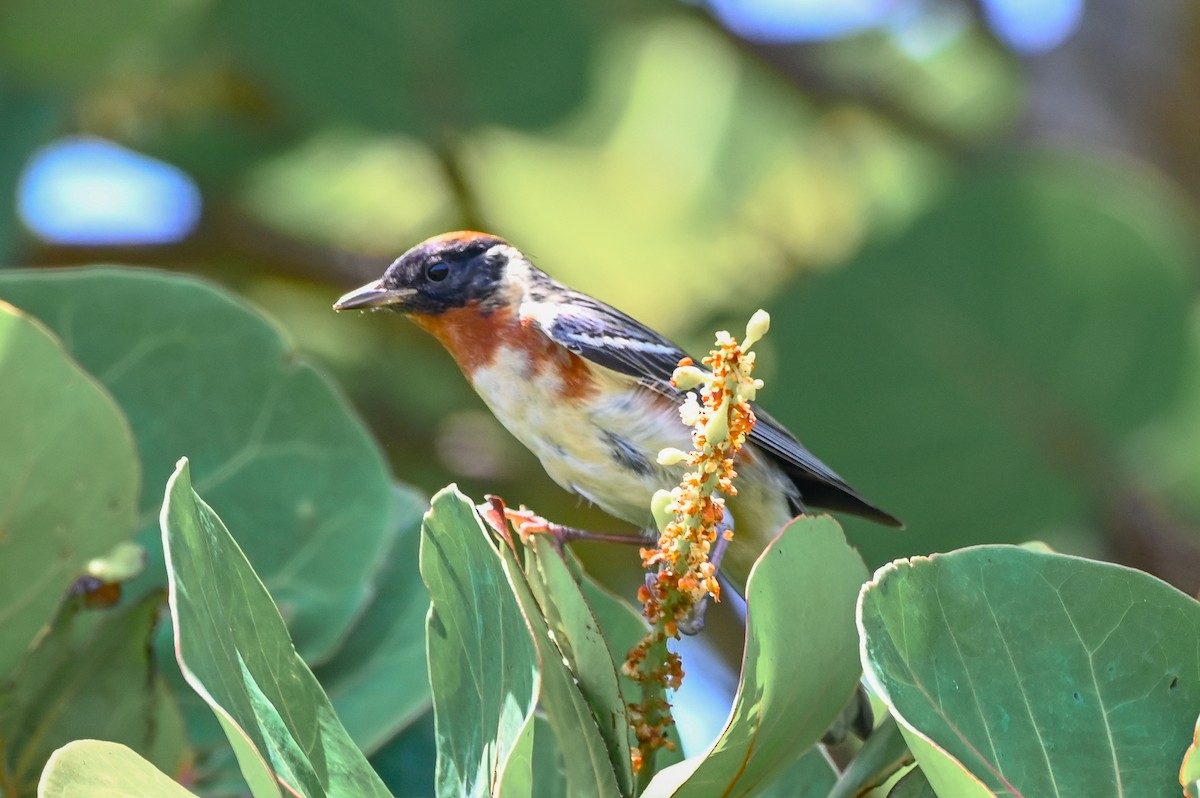 Bay-breasted Warbler - ML635983423