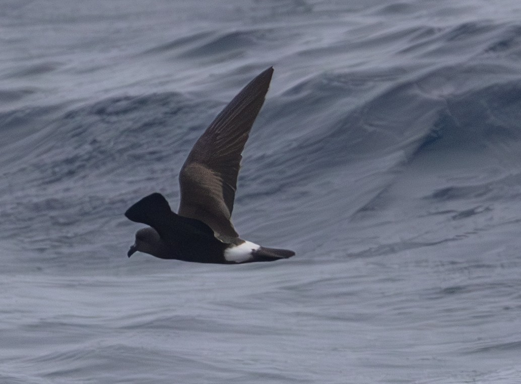 Band-rumped Storm-Petrel (Darwin's) - Greg Schrader