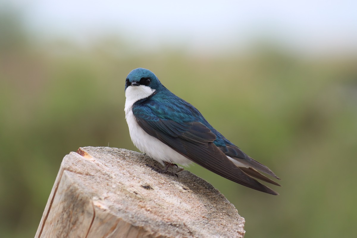 Golondrina Bicolor - ML635983503