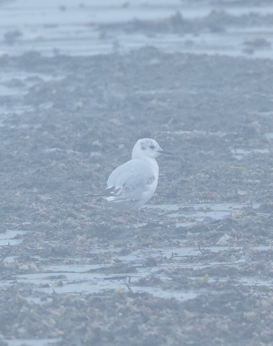 Gaviota de Bonaparte - ML635983518