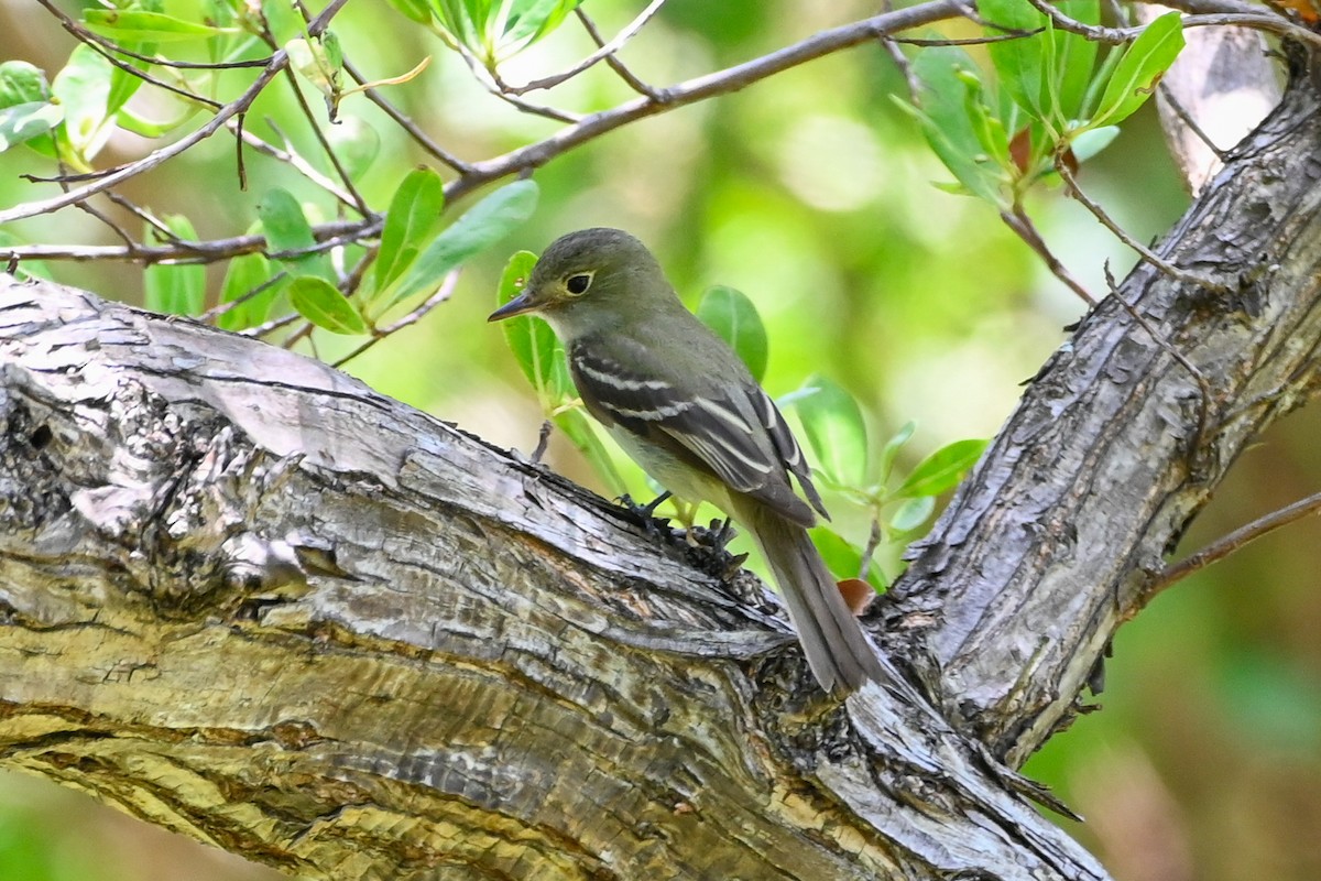 Acadian Flycatcher - ML635983555