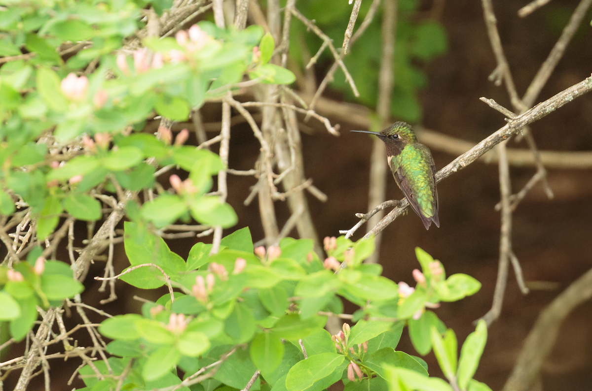 Ruby-throated Hummingbird - ML635983613