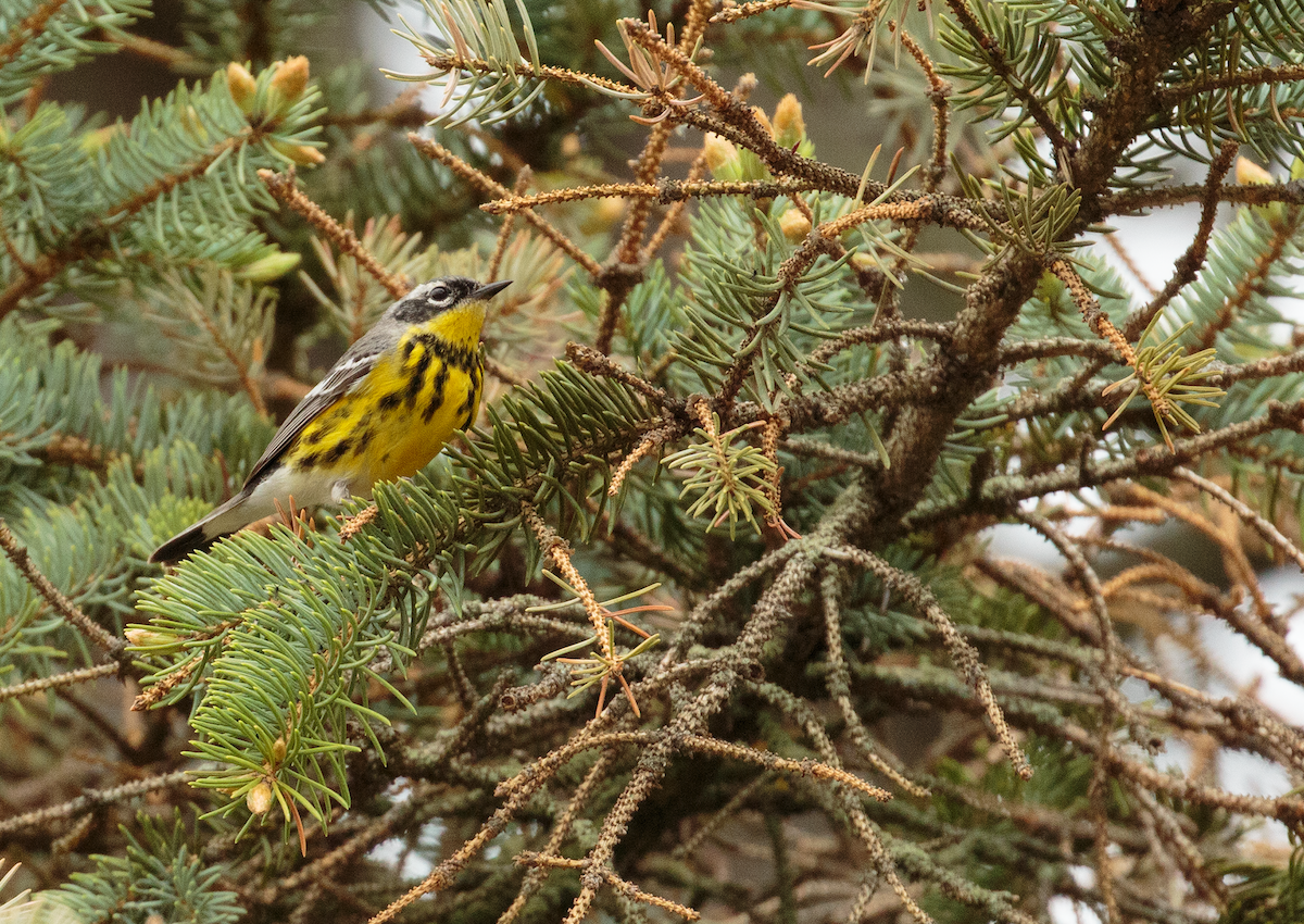 Magnolia Warbler - ML635983677