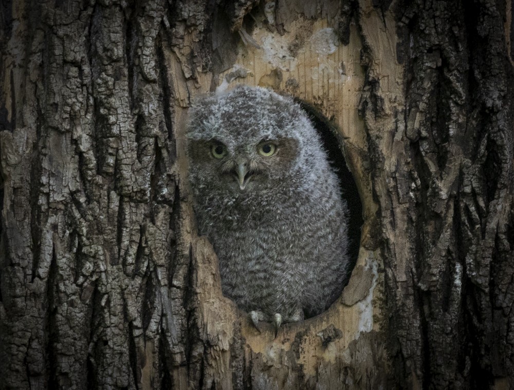 Eastern Screech-Owl - ML635983685