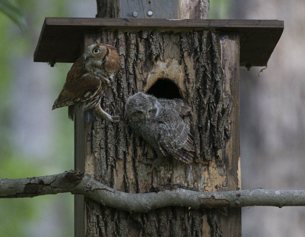 Eastern Screech-Owl - ML635983687