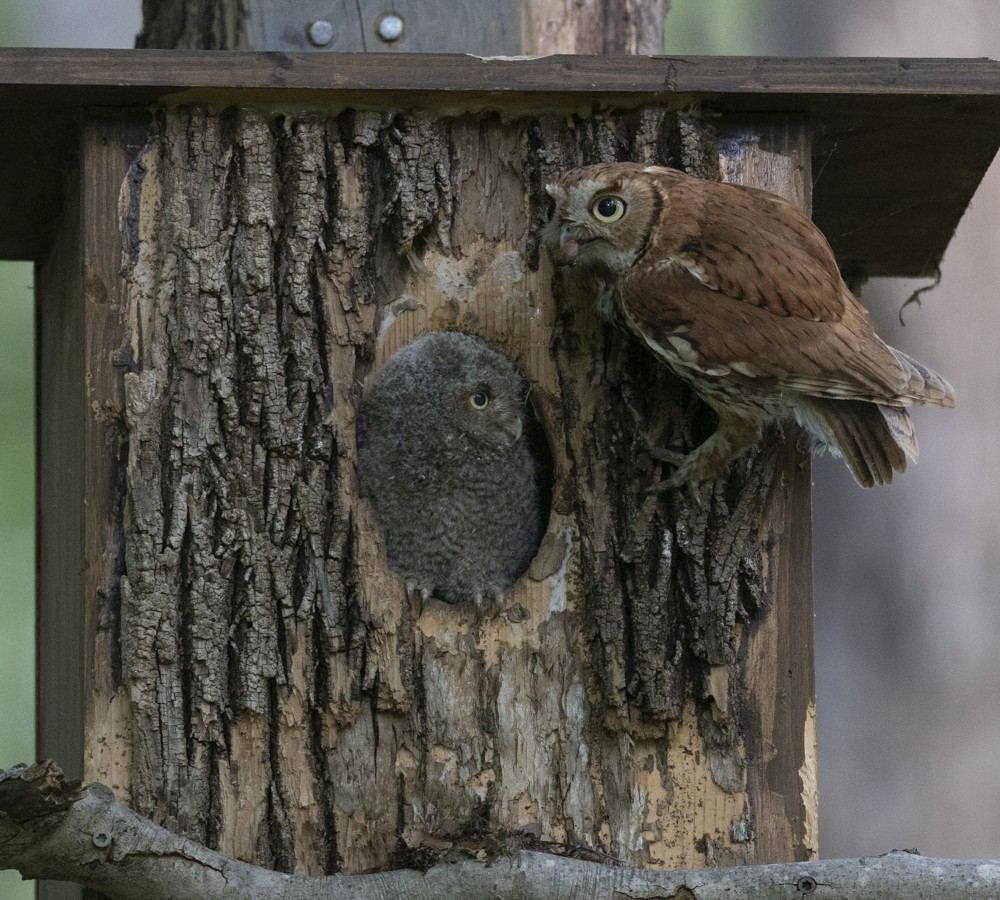 Eastern Screech-Owl - ML635983688