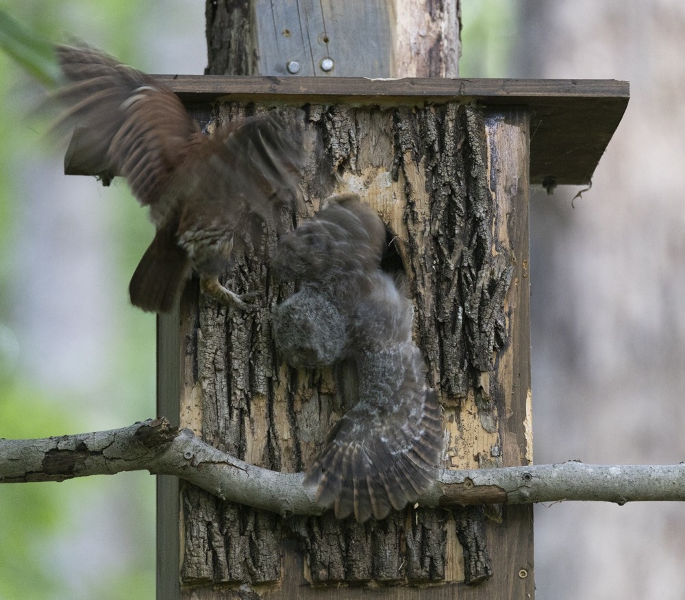 Eastern Screech-Owl - ML635983689
