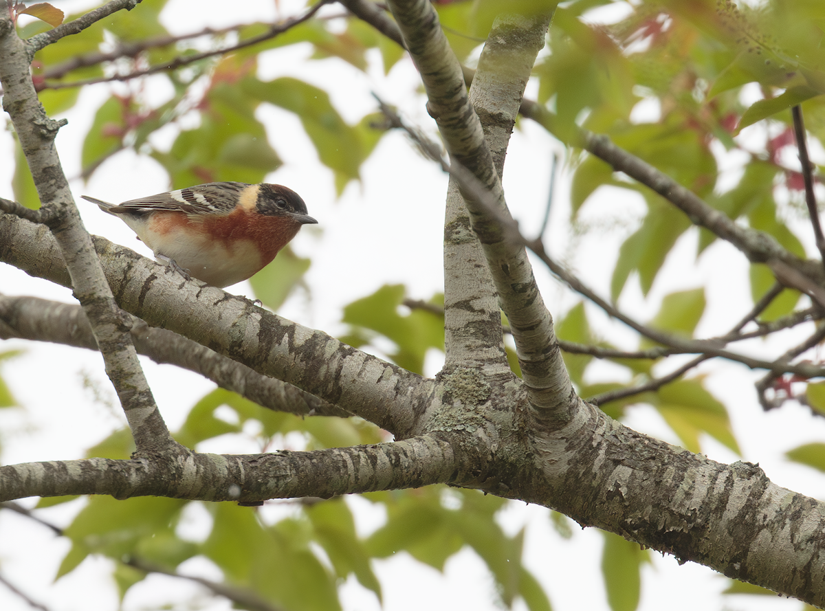 Bay-breasted Warbler - ML635983726