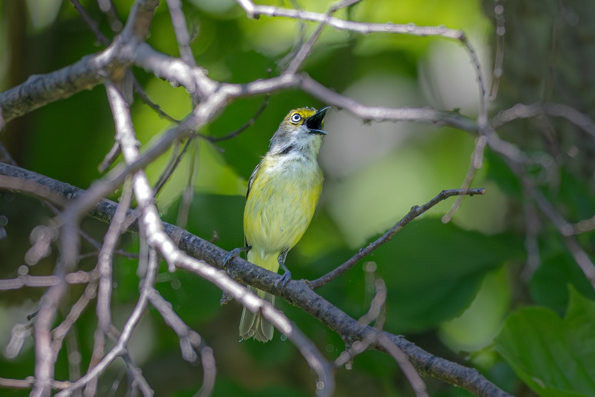 White-eyed Vireo - ML635983772