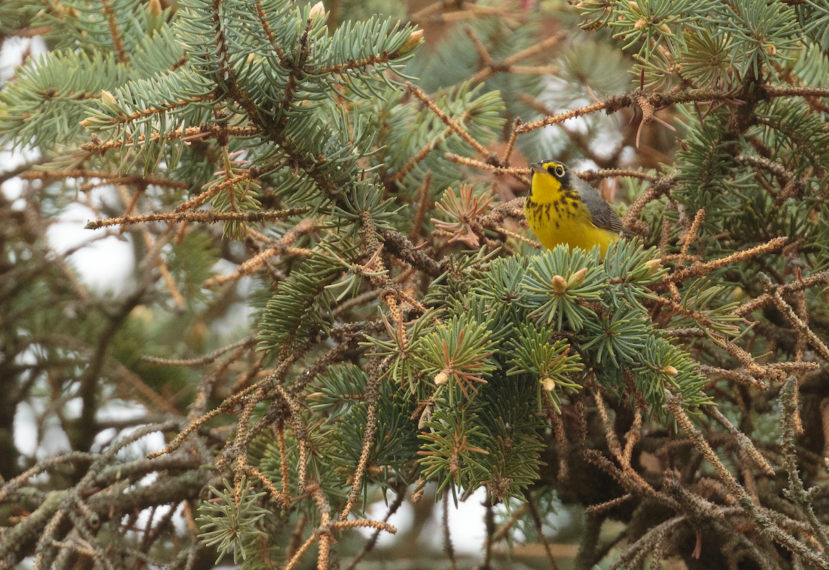 Canada Warbler - ML635983777