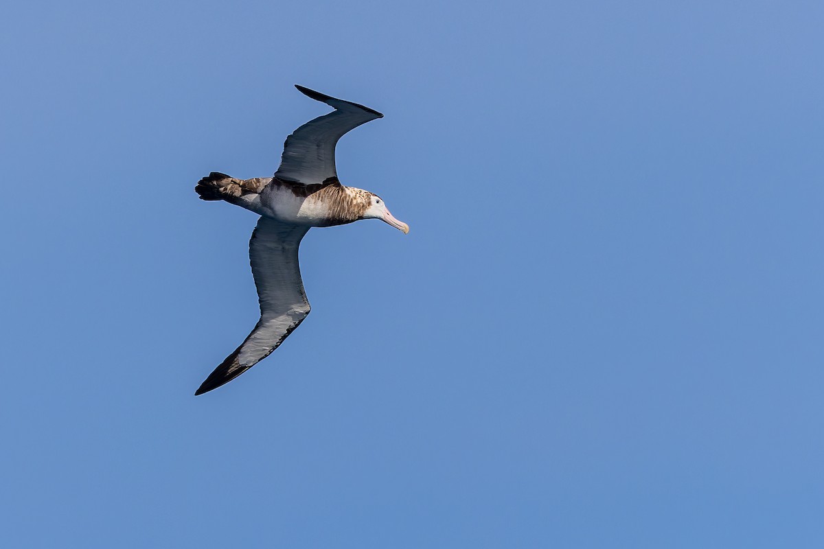 Antipodean Albatross (New Zealand) - ML635983849