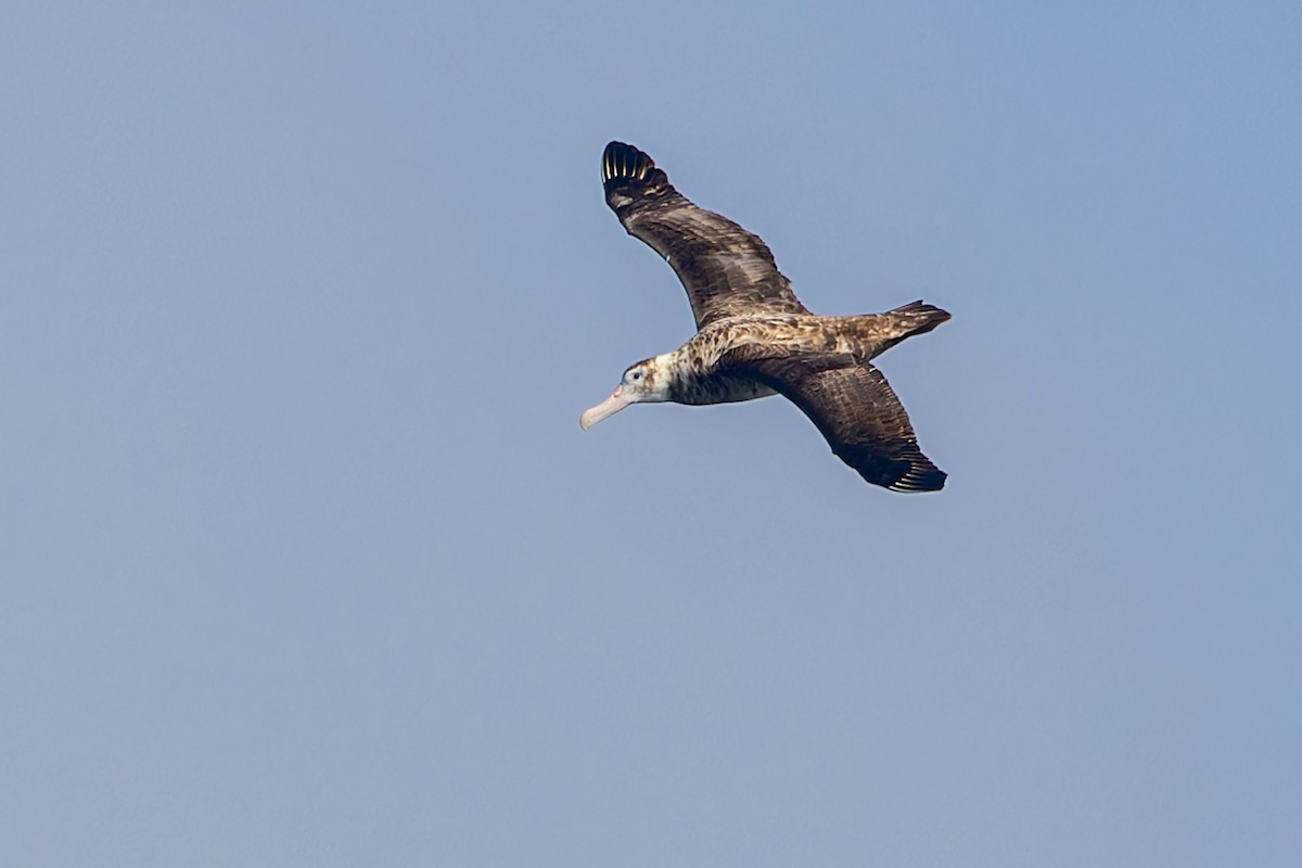 Antipodean Albatross (New Zealand) - ML635983853
