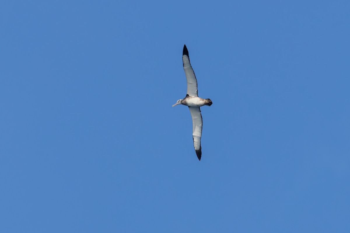 Antipodean Albatross (New Zealand) - ML635983866