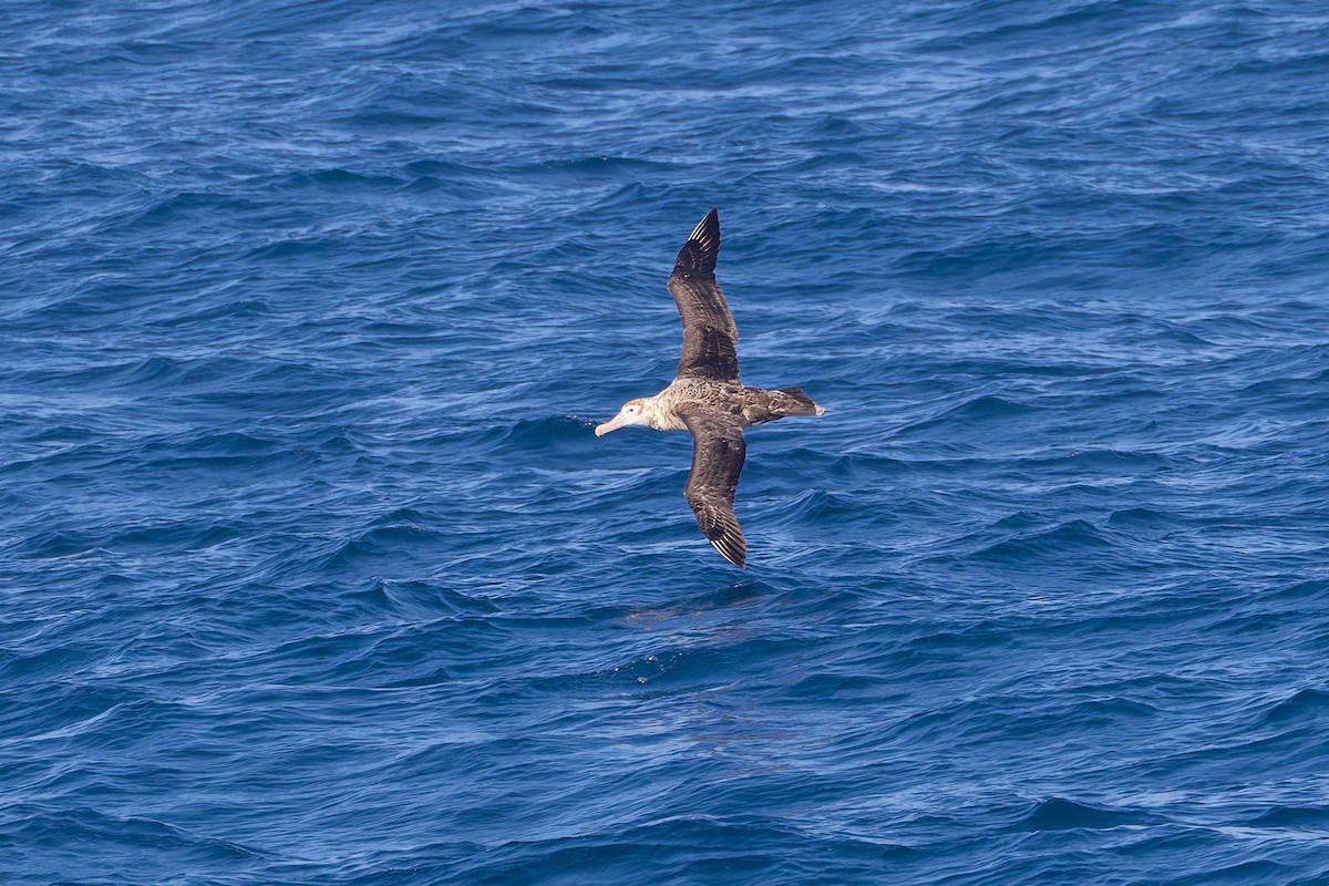 Antipodean Albatross (New Zealand) - ML635983868