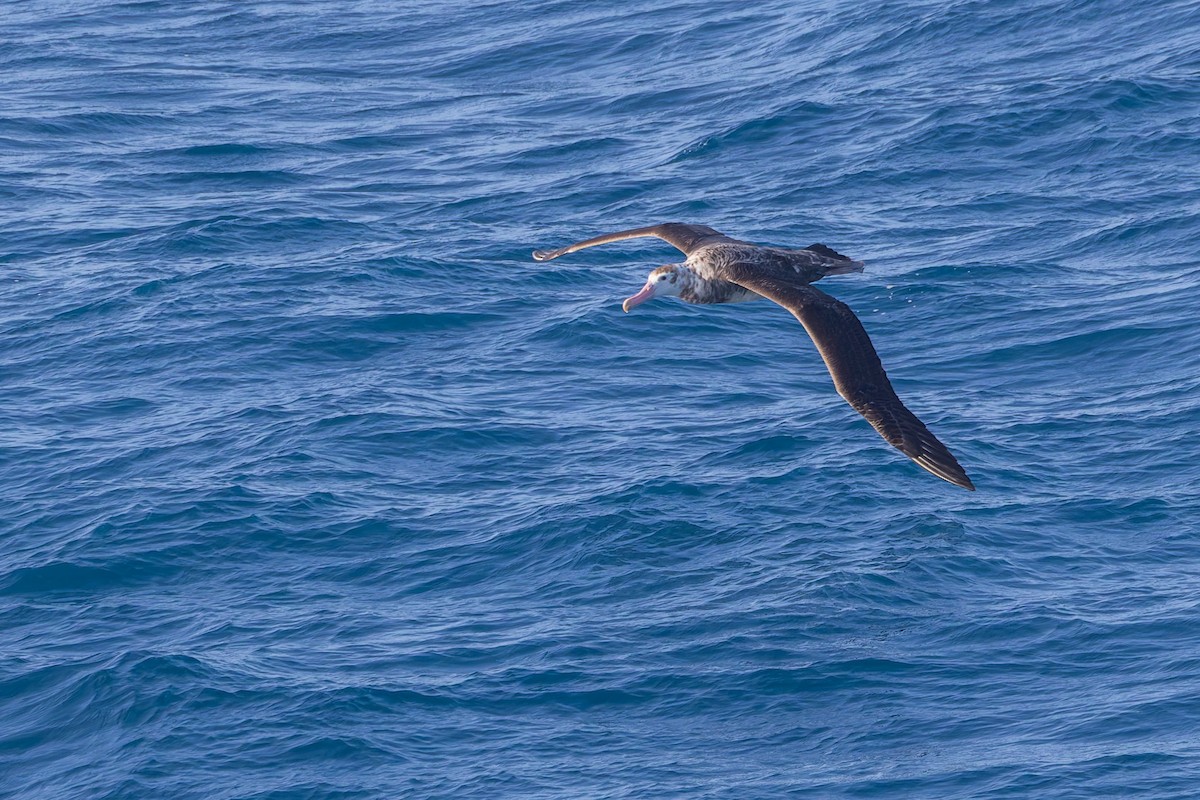Antipodean Albatross (New Zealand) - ML635983874
