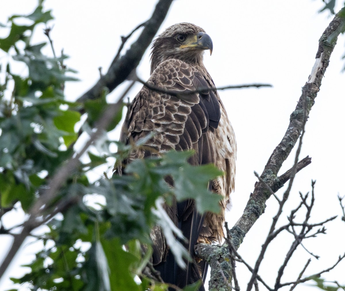 Bald Eagle - ML635983948