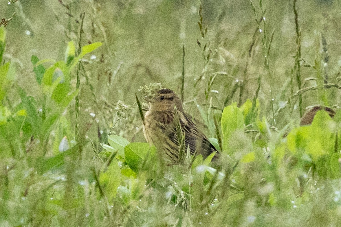Bobolink - ML635983956