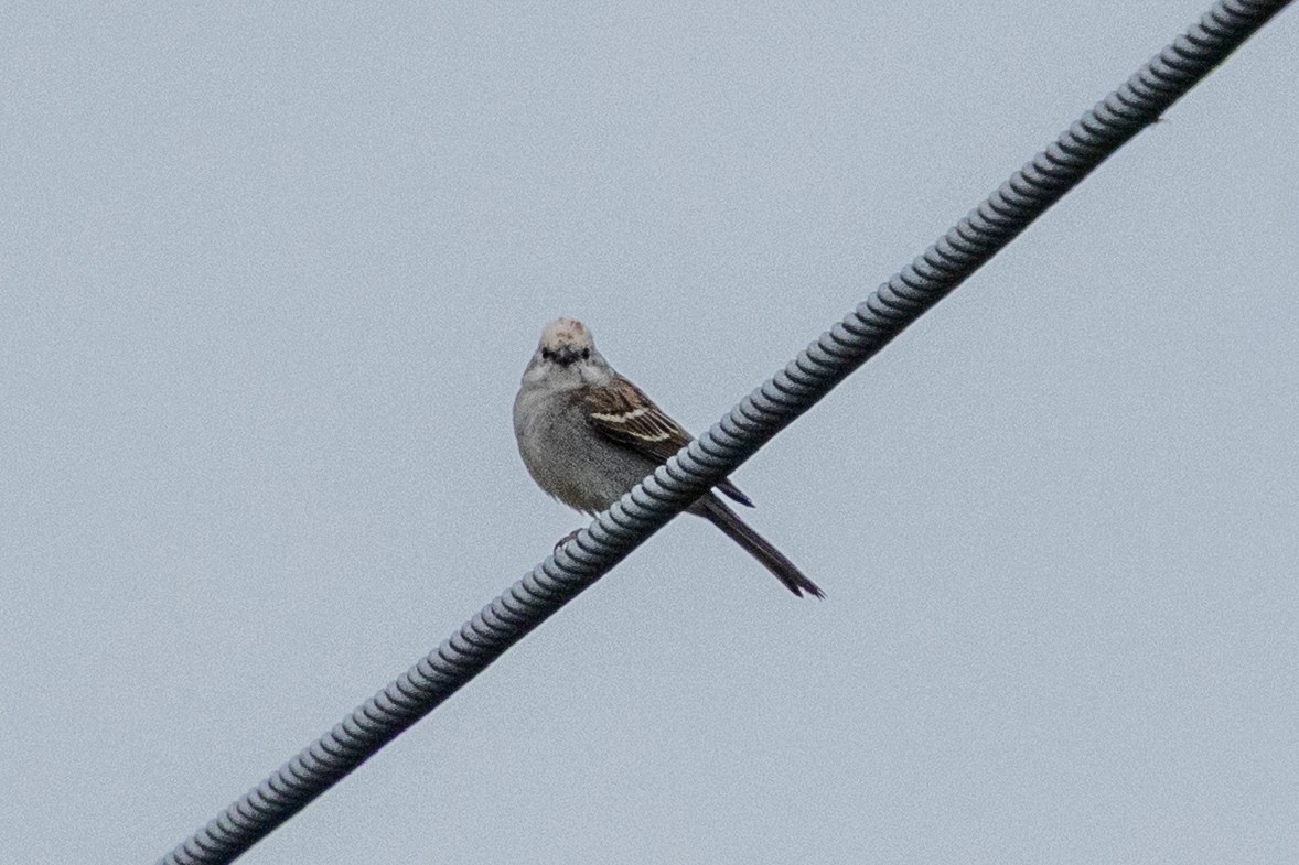 Chipping Sparrow - ML635983963