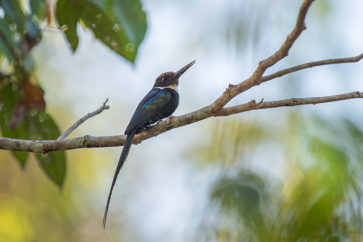 Paradise Jacamar - ML635984214