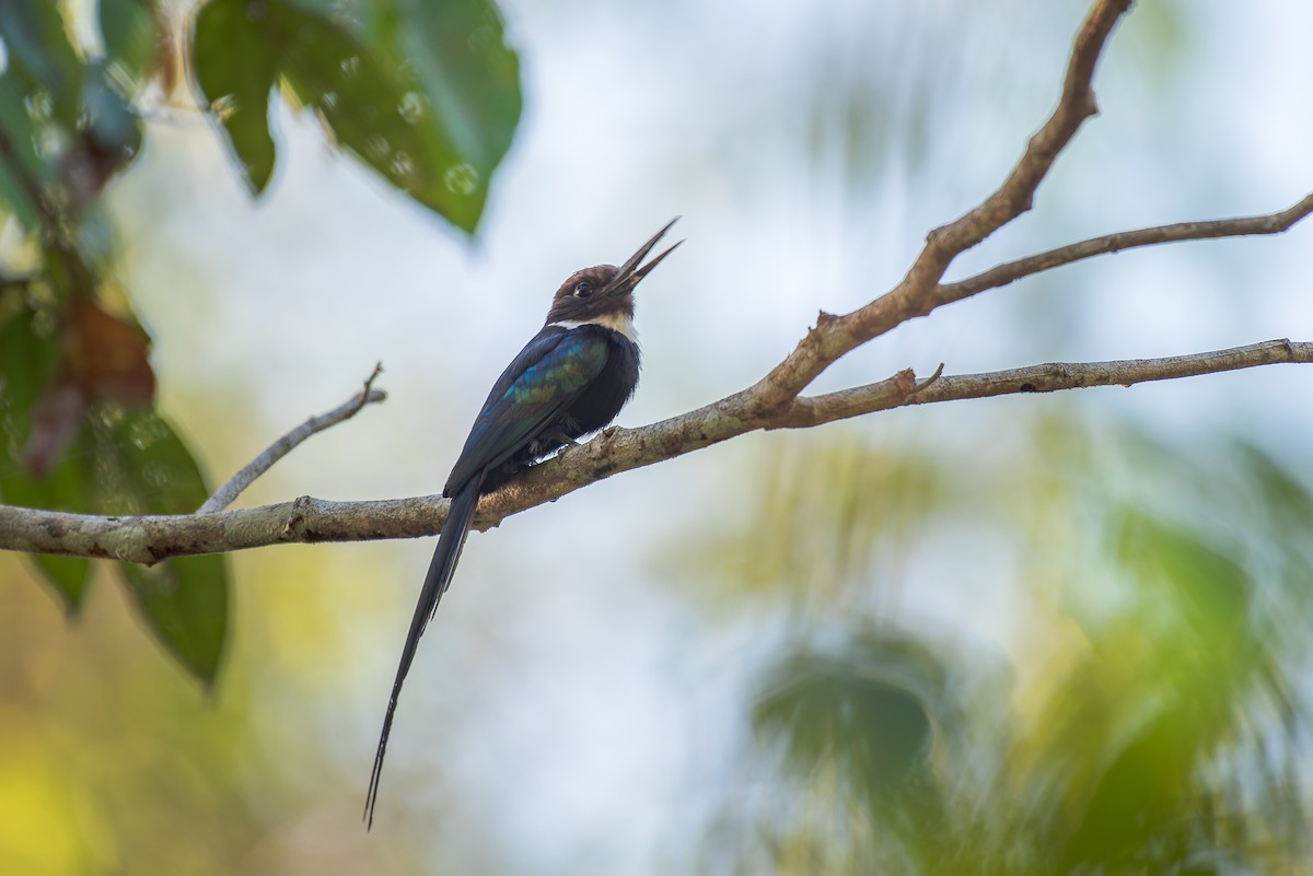 Paradise Jacamar - ML635984215