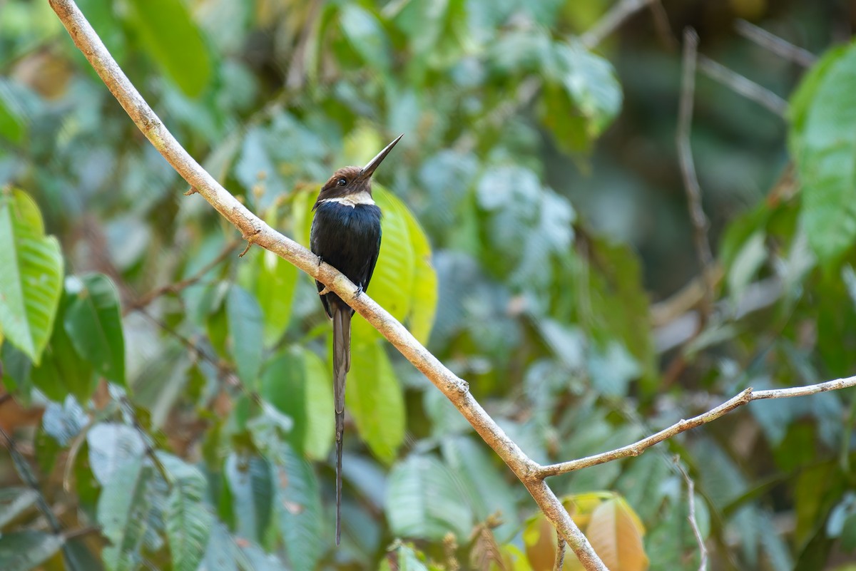 Paradise Jacamar - ML635984216