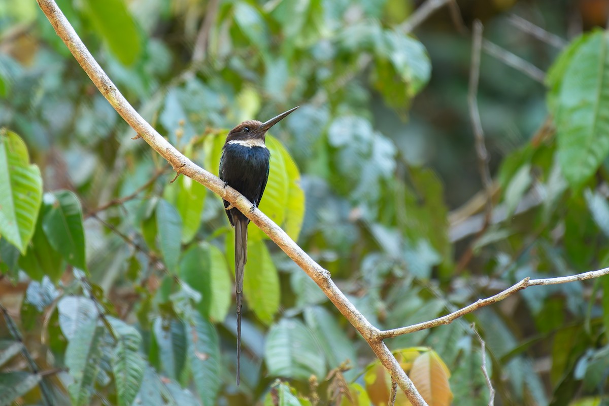 Paradise Jacamar - ML635984217