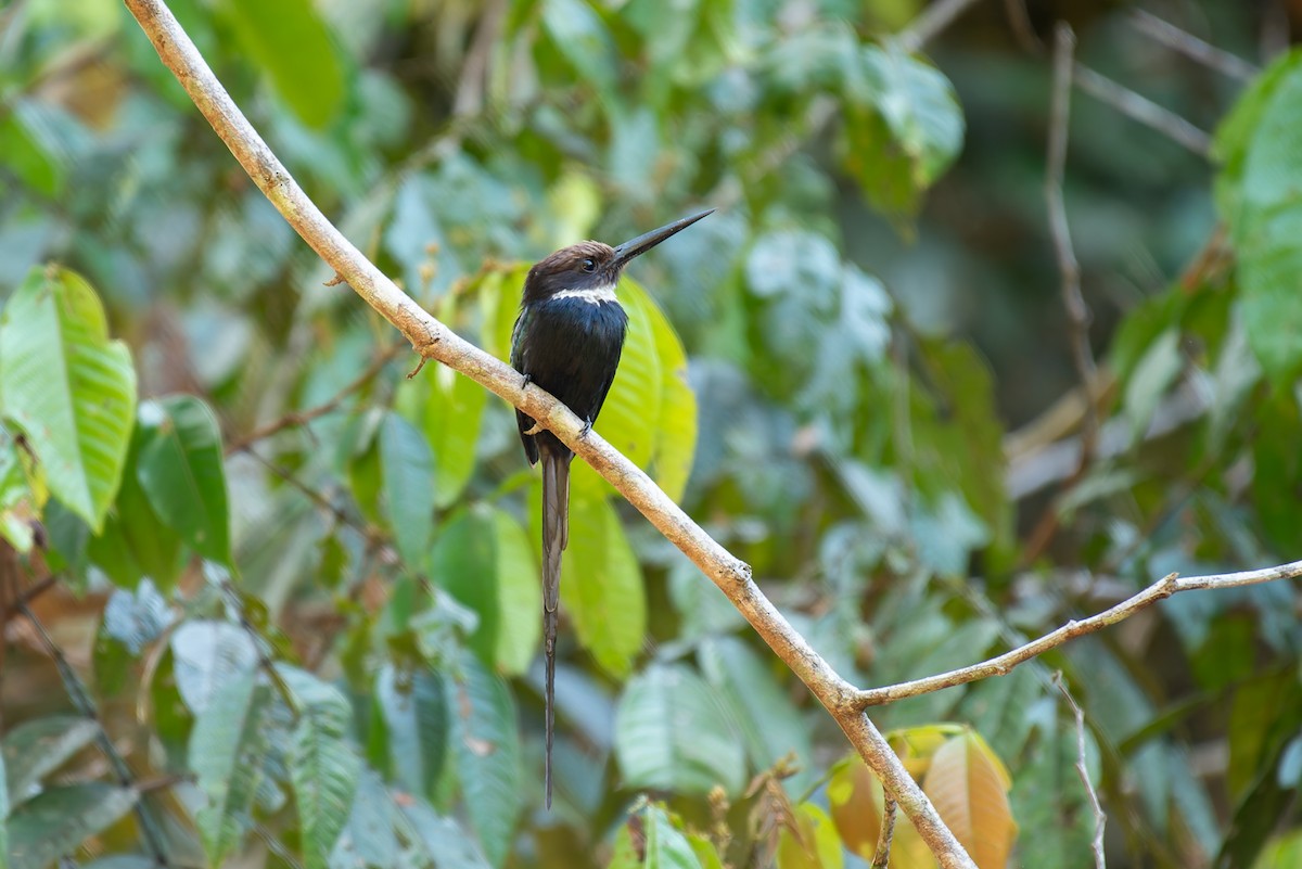 Paradise Jacamar - ML635984218