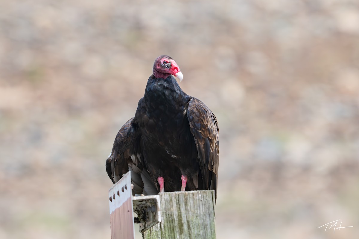Turkey Vulture - ML635984265