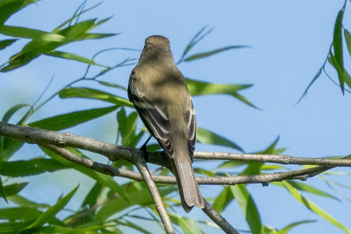 Willow Flycatcher (Eastern) - ML635984313