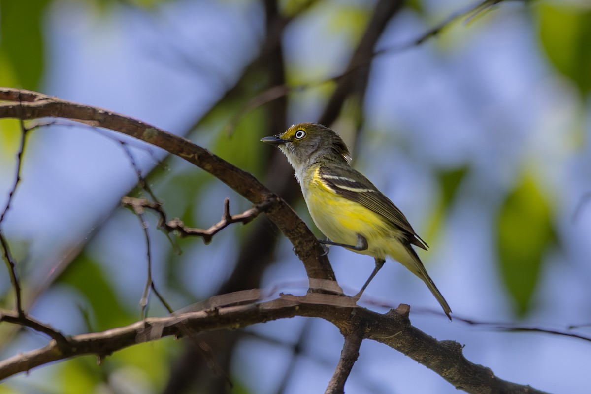 White-eyed Vireo - ML635984356