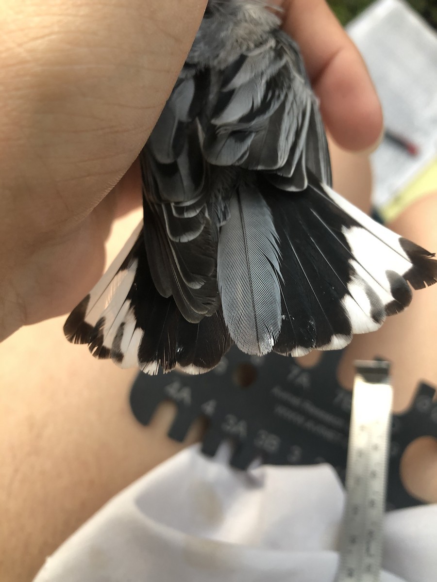 Weißbrustkleiber - ML635984382