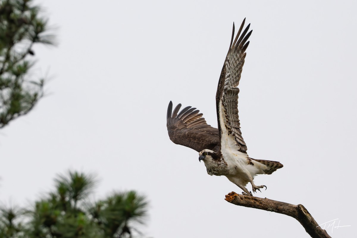 Águila Pescadora - ML635984392