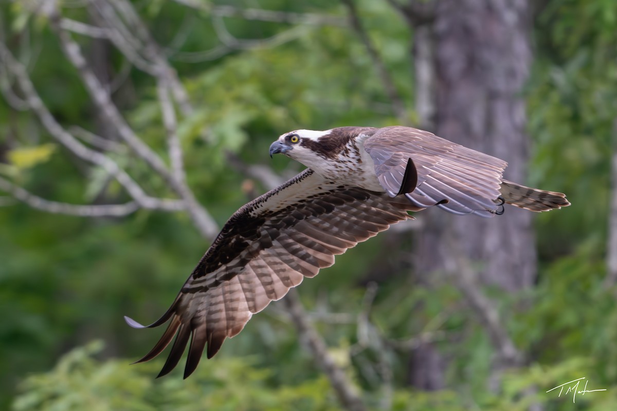 Águila Pescadora - ML635984394