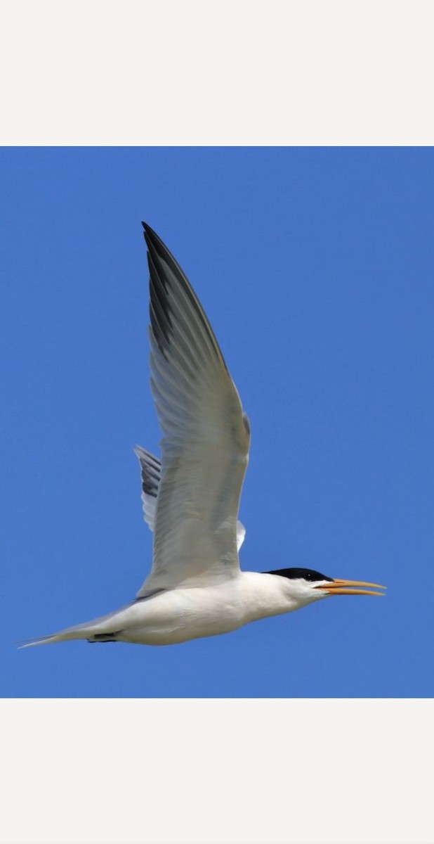 Sandwich Tern (Cayenne) - ML635984408
