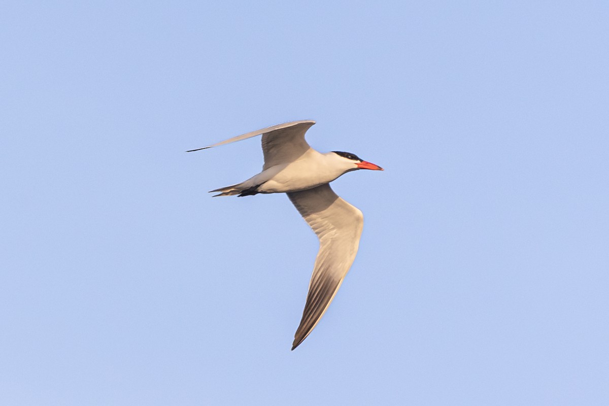 rovterne - ML635984584