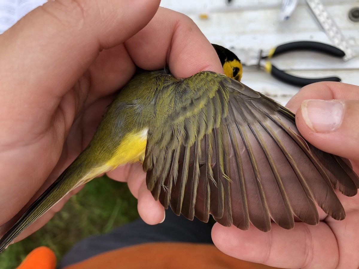 Hooded Warbler - ML635984875