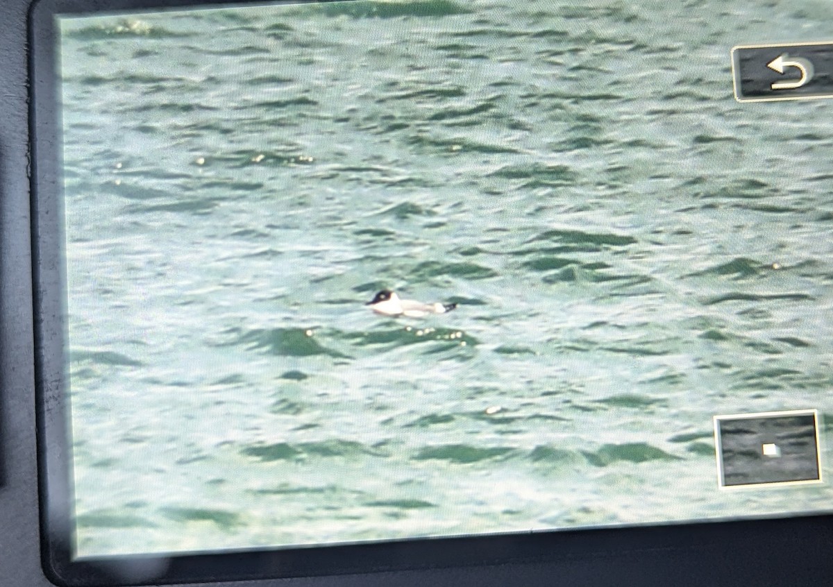 Franklin's Gull - ML635984975