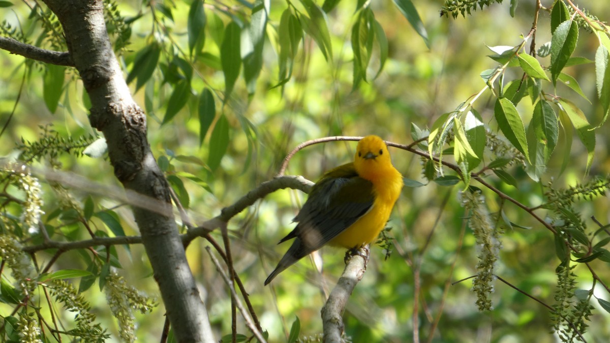 lesňáček zlatý - ML635985180