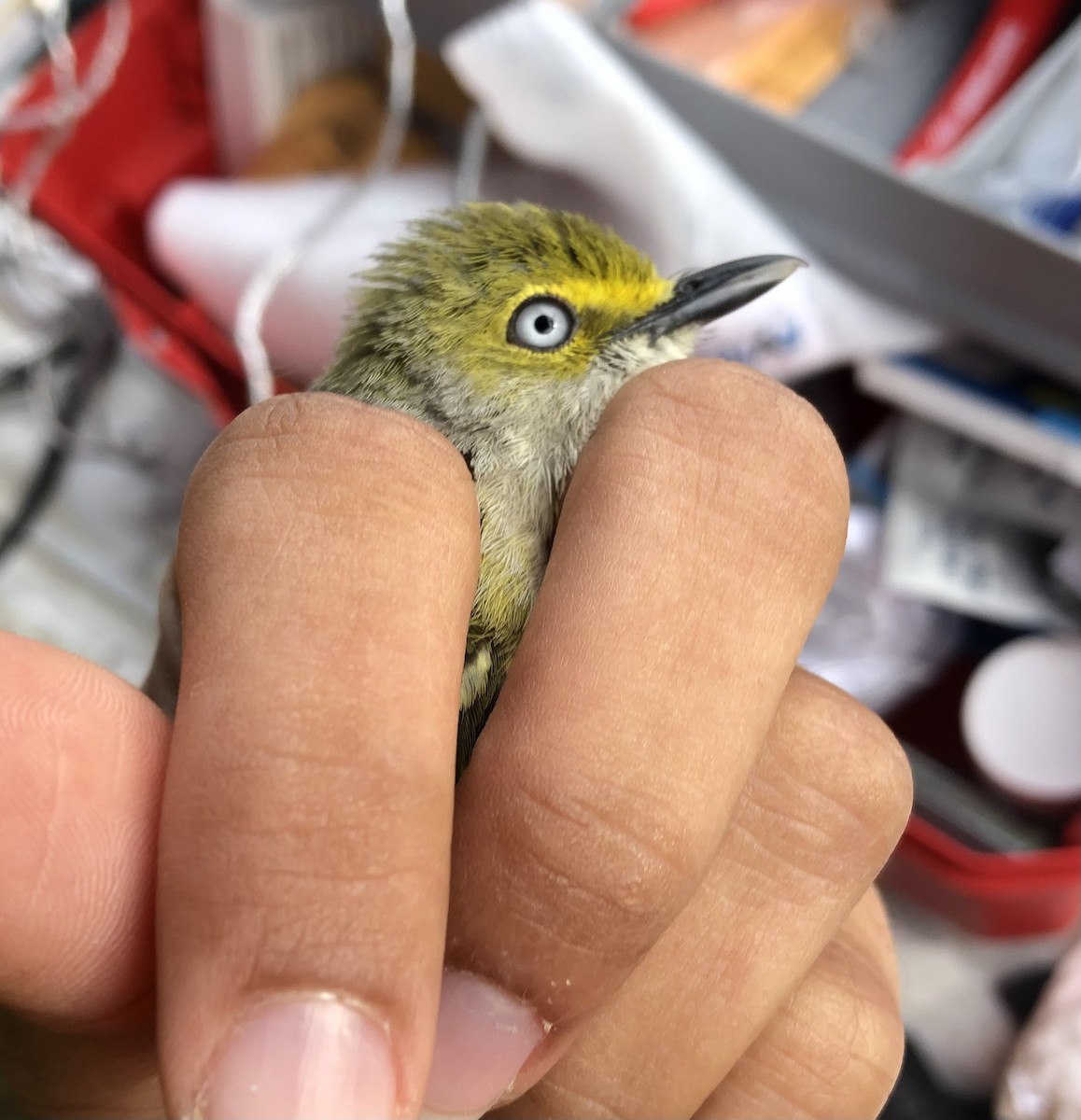 Vireo Ojiblanco - ML635985364