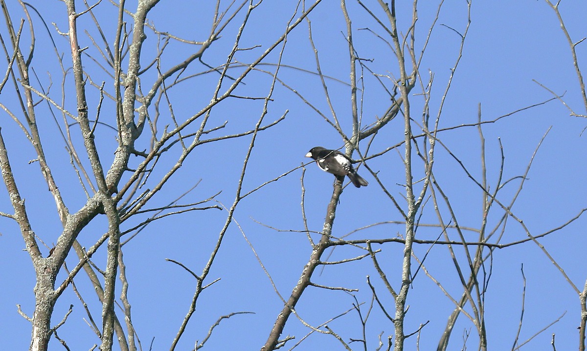 Rose-breasted Grosbeak - ML635985490