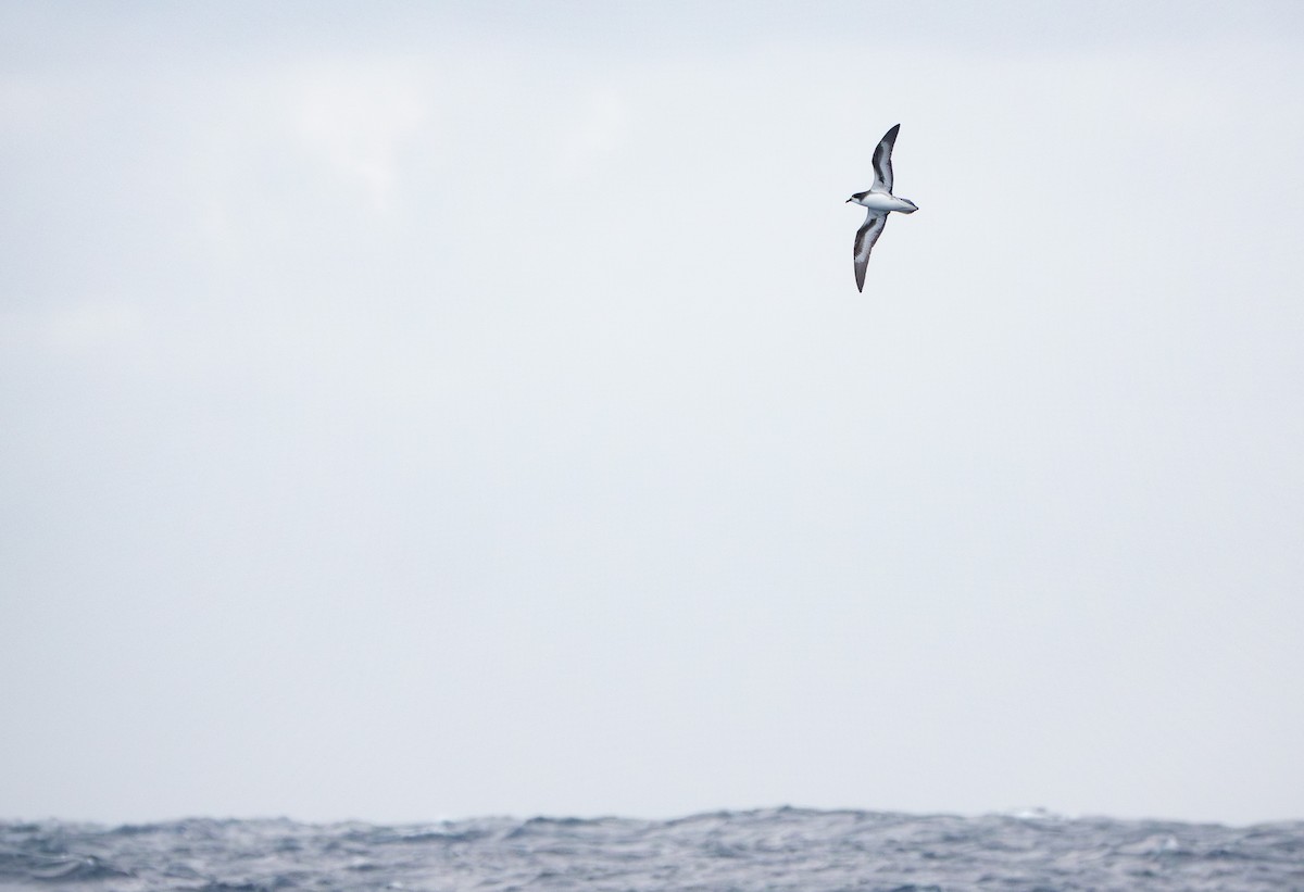 Collared Petrel - ML635985541