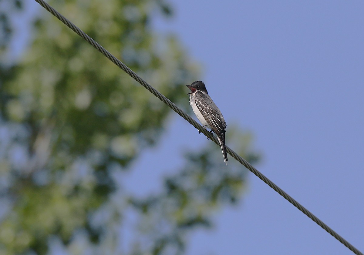 Eastern Kingbird - ML635985560