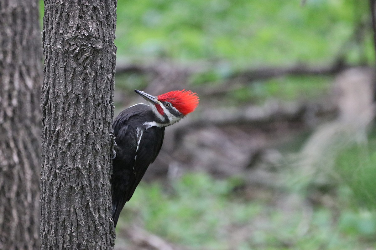 Pileated Woodpecker - ML635985561