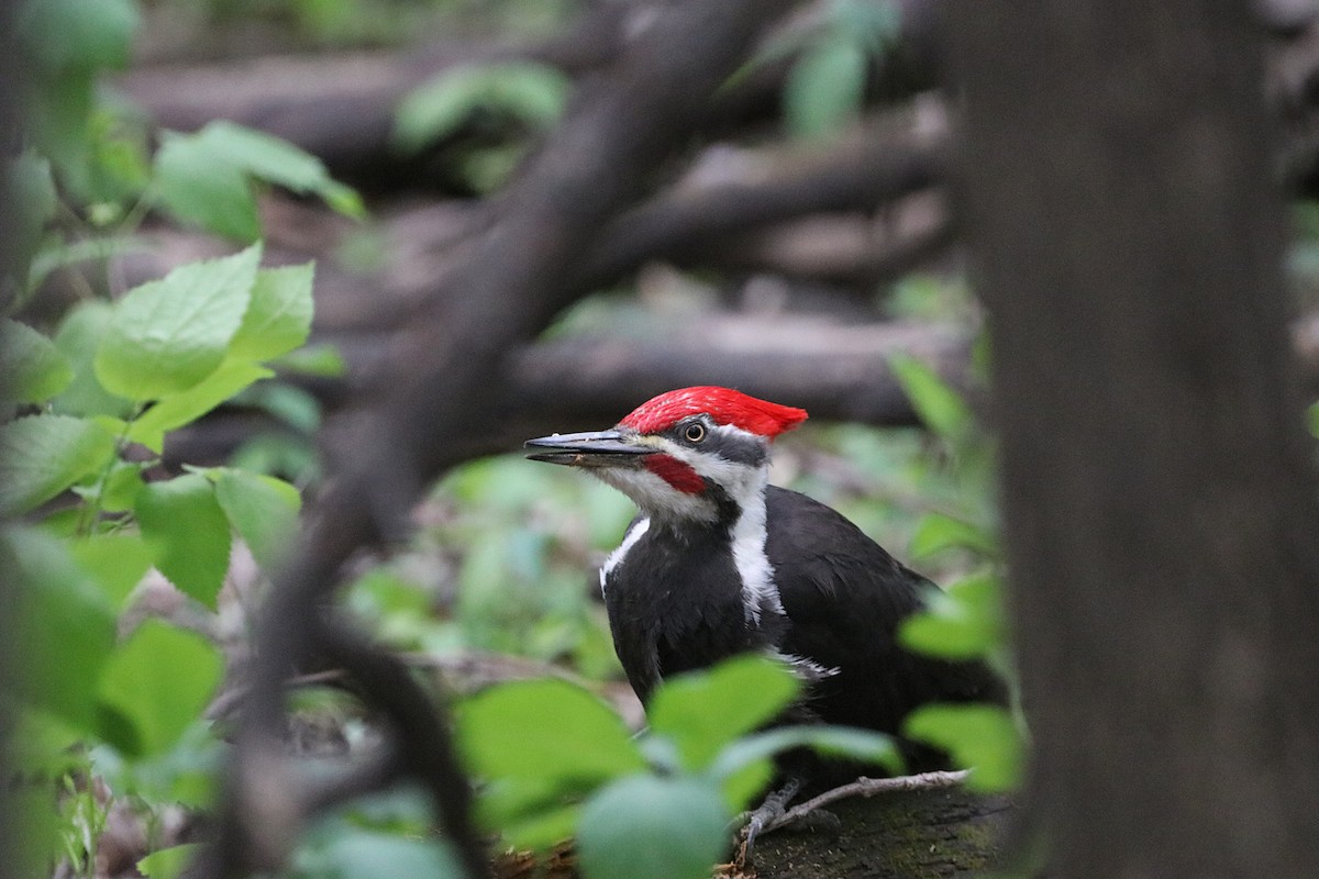 Pileated Woodpecker - ML635985562