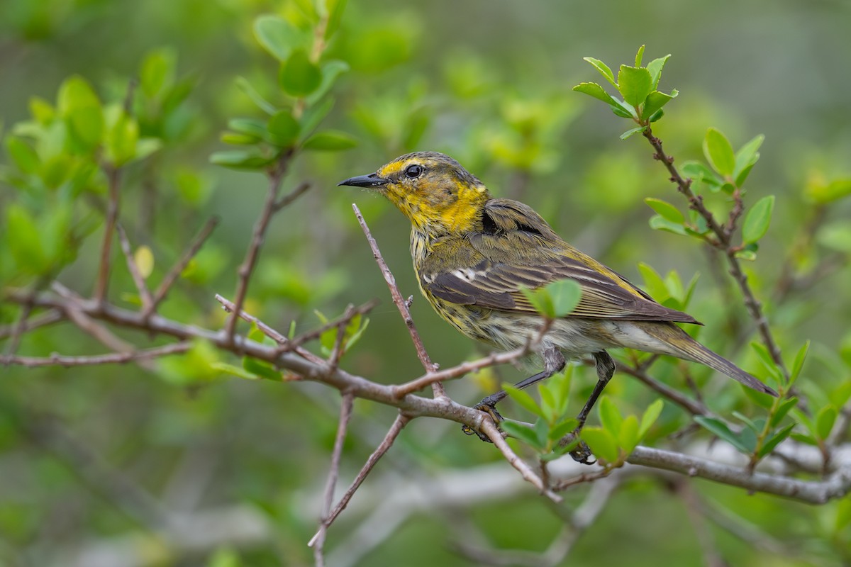 Cape May Warbler - ML635985564