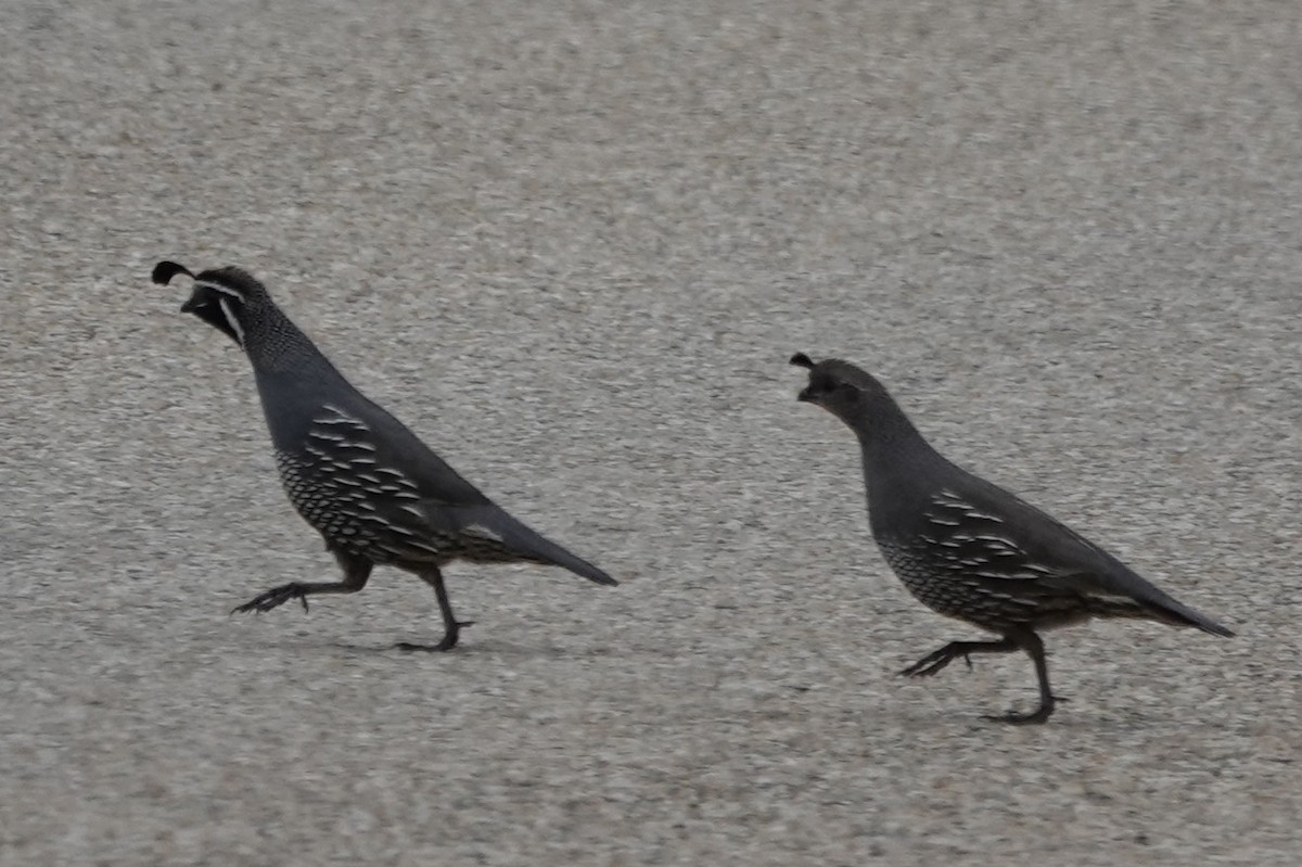 California Quail - ML635985566