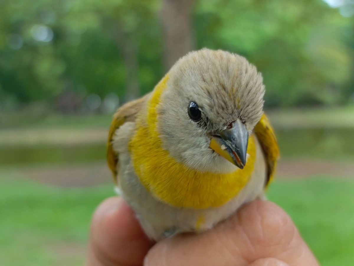 Saffron Finch - ML635985567